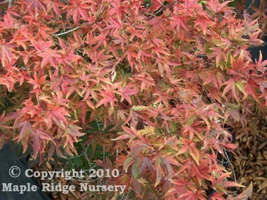 Acer palmatum 'Hoshi kuzu' - mapleridgenursery